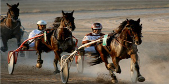 Horse Trotting Races